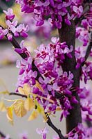 Cercis canadensis The Rising Sunâ„¢