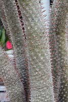 Pachypodium lamerei