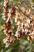 Acer pseudoplatanus seeds