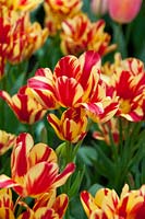 Tulipa Wonder Club