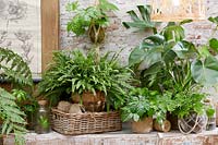 House plant collection