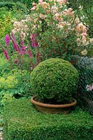 Sussex Country cottage garden in summer Boxwood topiary sphere in pot in hedge