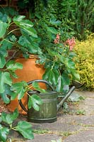 Alan Titchmarsh's garden Hampshire Watering can and rhubarb forcer