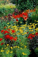RHS Wisley Surrey Colourful herbaceous border in summer Reds and yellows Dahlia Tally Ho Achillea Coronation Gold Canna Lucifer