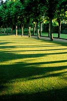 Cranbourne Manor Dorset Strong shadows of pleached lime trees across lawn