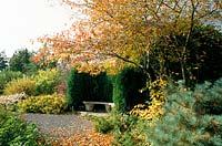 The Dingle Powys Secluded seat Amalanchier lamarkii in autumn