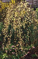 Willow Salix caprea Kilmarnock syn Pendula Spring flower dwarf tree