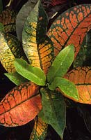 Codiaeum variegatum var Pictum Croton