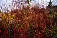 Wakehurst Place Sussex Winter garden Cornus alba Siberica