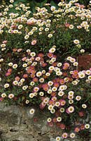 Erigeron karvinskianus Ground cover perennial flowering in summer