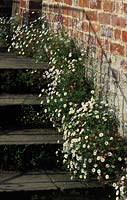 Vale End. Surrey. Erigeron karvinskianus. Ground cover perennial flowering in summer growing in cracks and crevices