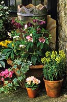 Th Oast Houses Hampshire Mixed Hellebores in containers Primula Tapestry Euphorbia Red Wing Narcissue Tete a Tete