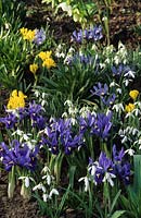 Iris reticulata and danfordiae with snowdrops in Spring