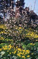 RHS Wisley Surrey Viburnum grandiflorum Snow White Daffodils Narcissus February Gold