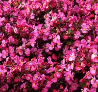 Begonia Olympia Rose