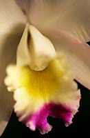 Cattleya hybrid