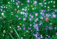 private garden Surrey Design Fiona Lawrenson wild flower lawn with Anemonies Fritillaries and Narcissus wild flower lawn Spring