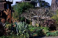 private garden Mendocino California Design Jaen Treesinger Astelia Silver Sword