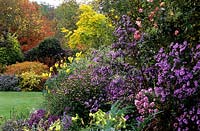 Eastgrove Cottage garden Worcestershire autumn perennial and mixed border Aster Calliope and Harrison s Pink Dahlias Robinia