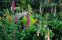 Digitalis purpurea in cottage garden with sweet rocket Hesperis matronalis Allium christophii and foliage plants 