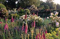 Frith Lodge Sussex foxgloves Digitalis purpurea in cottage garden with roses