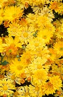 Chrysanthemum Yellow Starlet