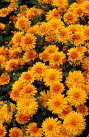 Chrysanthemum Ruby Raynor