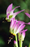 Dodecatheon clevelandii subsp patulum
