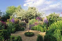 The Anchorage Kent rose garden with lifted Pyrus salicifolia Pendula as focal point for crossing gravel paths