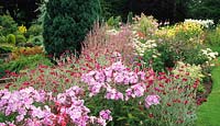 Dingle Bank Shropshire dusty miller Lychnis coronaria with Phlox paniculata in herbaceous border