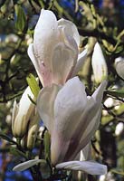 Magnolia x soulangeana Brozzonii