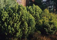 Pinus mugo with Erica erigena Evan Jones