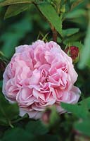 portland rose Rosa Jacques Cartier