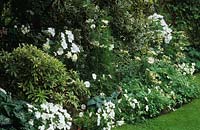 Shepheard s Lane Surrey small town garden with white flower border in summer Lavatera Impatiens Cosmos