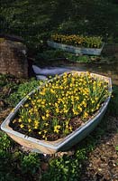 Willow Cottage Sussex recycled container old rowing boats with dwarf Narcissus Tete a Tete