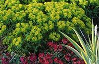 spurge Euphorbia polychroma with red wallflowers and variegated Iris leaf