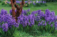 Highdown Sussex Hyacinth Hyacinthus orientalis Delft Blue growing under Acer griseum