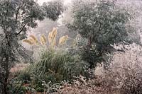 RHS Wisley Surrey Pampass grass Cortaderia selloana in winter hoar frost