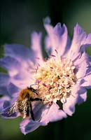 Bombus pascuorum Common Carder bee on Scabious Butterfly Blue