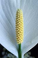 the Peace lily Spathiphyllum wallisii