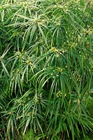 Cyperus alternifolius umbrella plant
