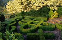 Tilford Cottage Surrey knot garden with Lonicera topiary figure and Acer Drummondii