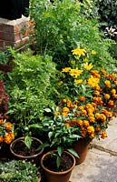 The Oast Houses Hampshire vegtetables in containers Carrots Peppers French Marigolds and Rudbeckias