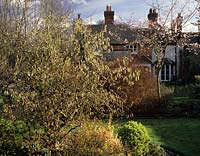 White Windows Hampshire Corylus avellana Contorta in winter with view of house