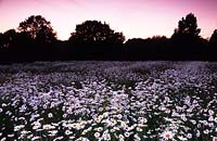 The Oast Houses Hampshire meadow at night Ox eye daisies moon daisies