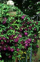Clematis Etoile Violette growing on iron gate
