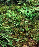 Maidenhair fern Adiantum venustum