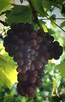 grape Vitis Black Hamburg