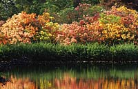 Exbury gardens Hampshire azaleas reflected in pond