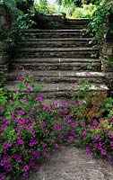 Chipping Croft Gloucestershire Geranium psilostemon growing out of crevices at bottom of stone steps in sunken garden